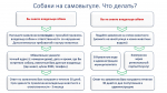 Собаки на самовыгуле. Что делать?