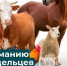 Памятка для владельцев животных. - Демянский район